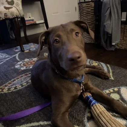 Buttercup thumbnail 2