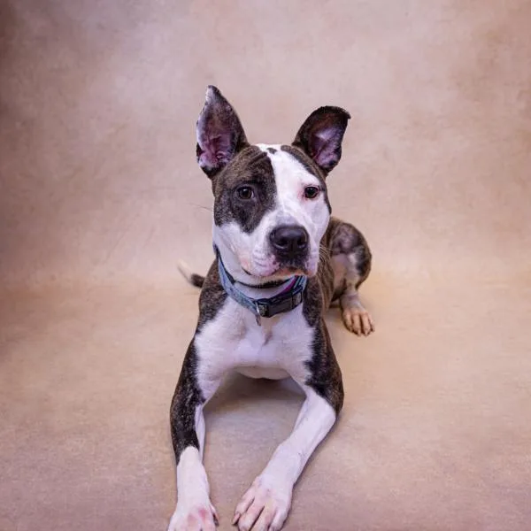 Pen  Ella thumbnail 2