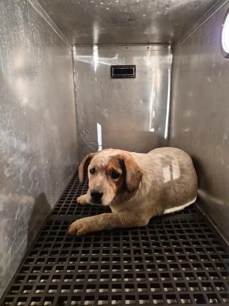 Pen C James thumbnail 2