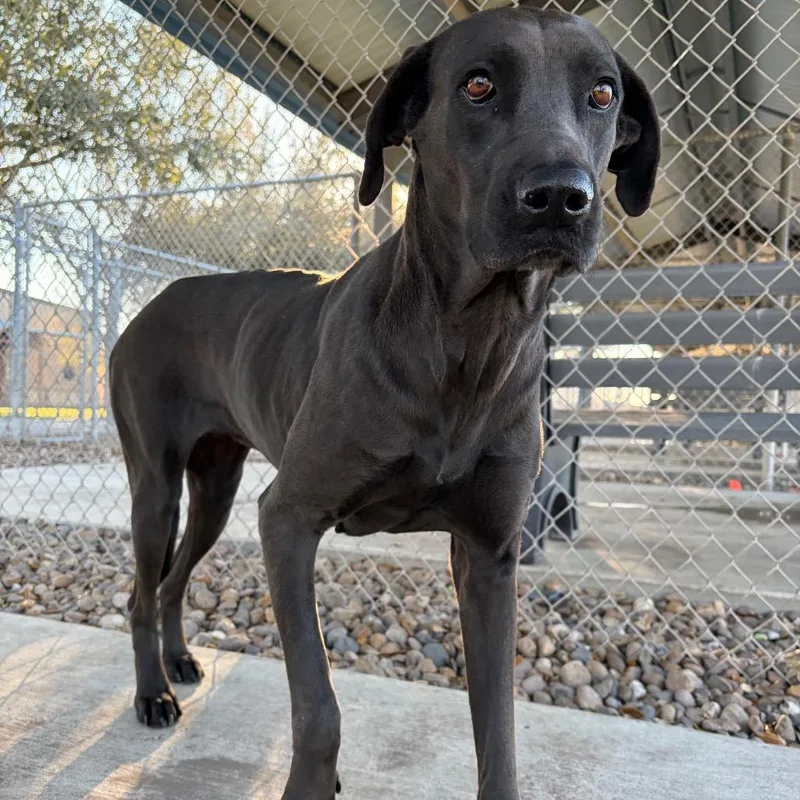 Peppermint Pattie thumbnail 2