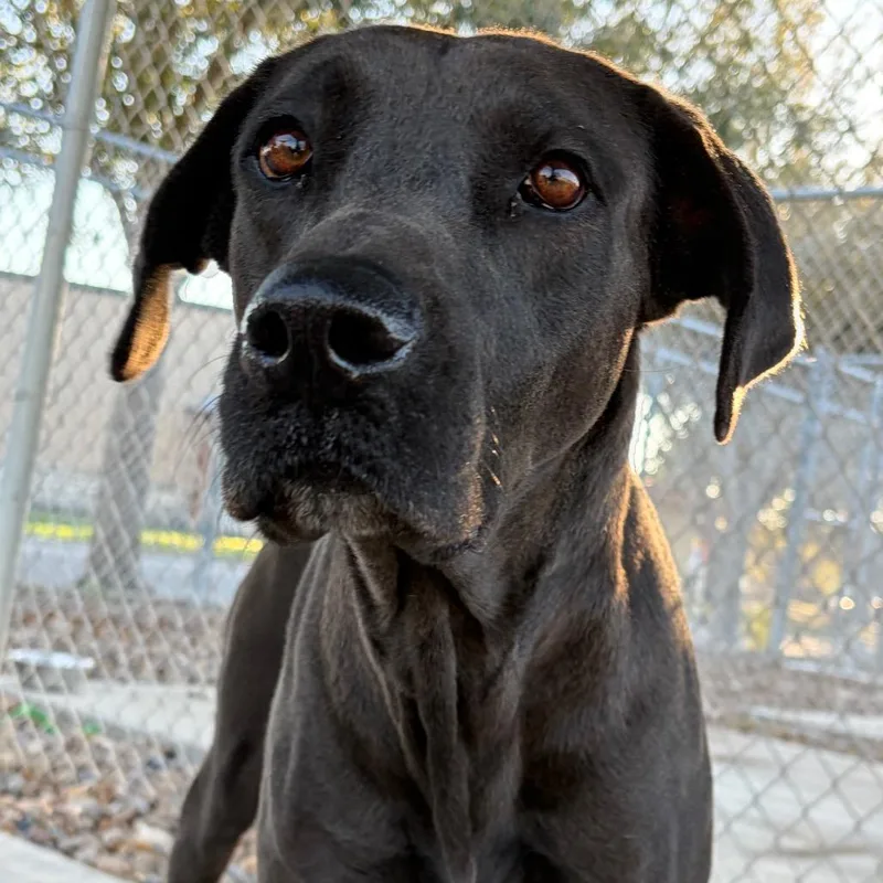 Peppermint Pattie thumbnail 3