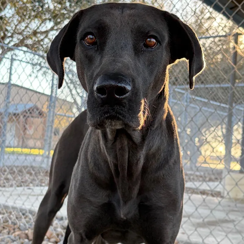 Peppermint Pattie thumbnail 4