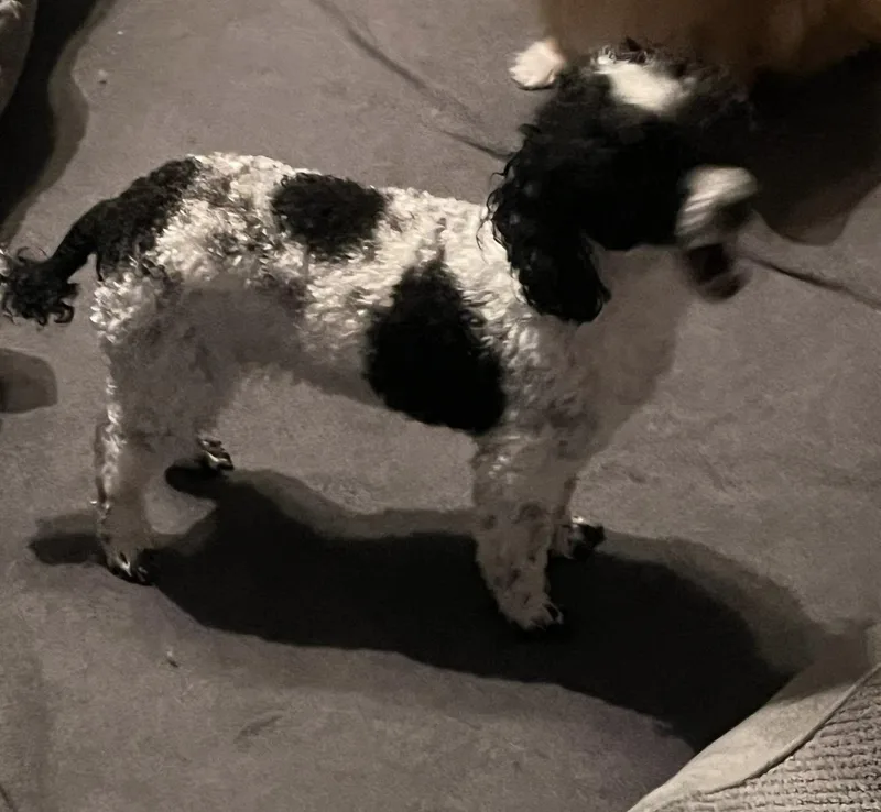 Samantha thumbnail 3