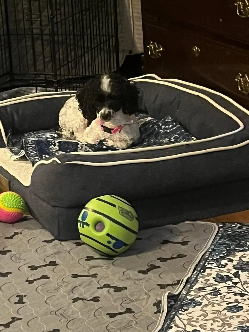 Samantha thumbnail 4