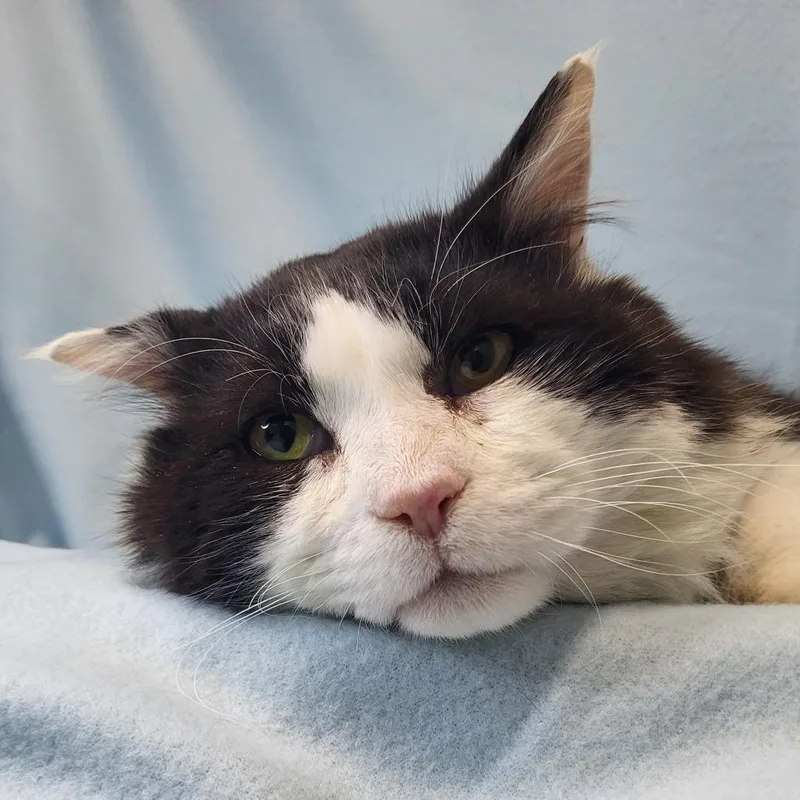 Whiskers thumbnail 2