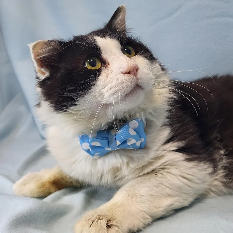 Whiskers thumbnail 3