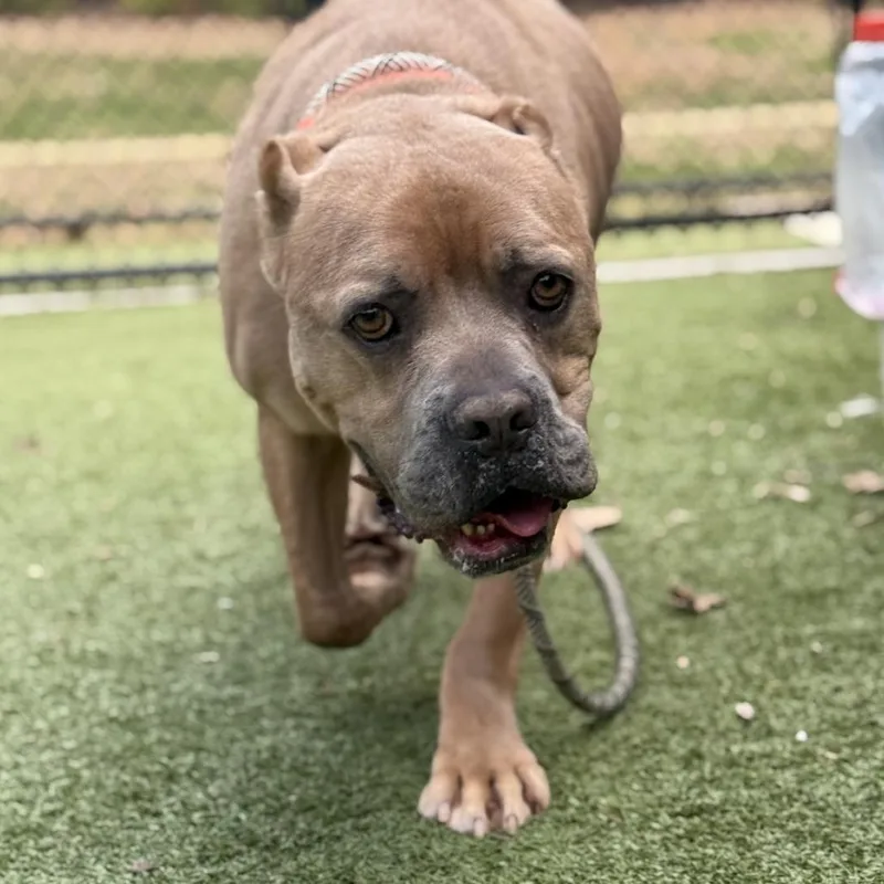 Brown Gravy thumbnail 2