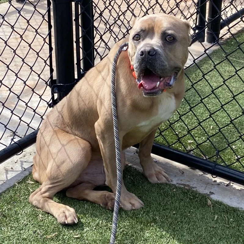 Brown Gravy thumbnail 3