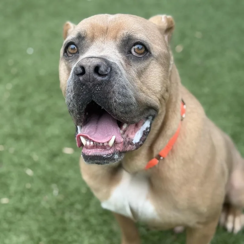 Brown Gravy thumbnail 4