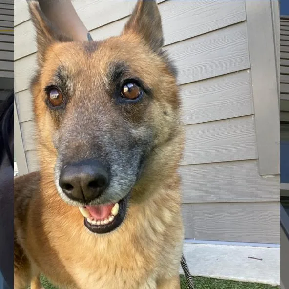 Chevelle thumbnail 2