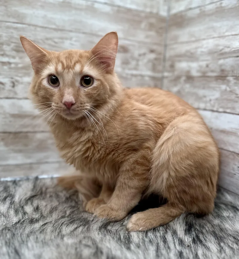 Jazz And Blues thumbnail 3