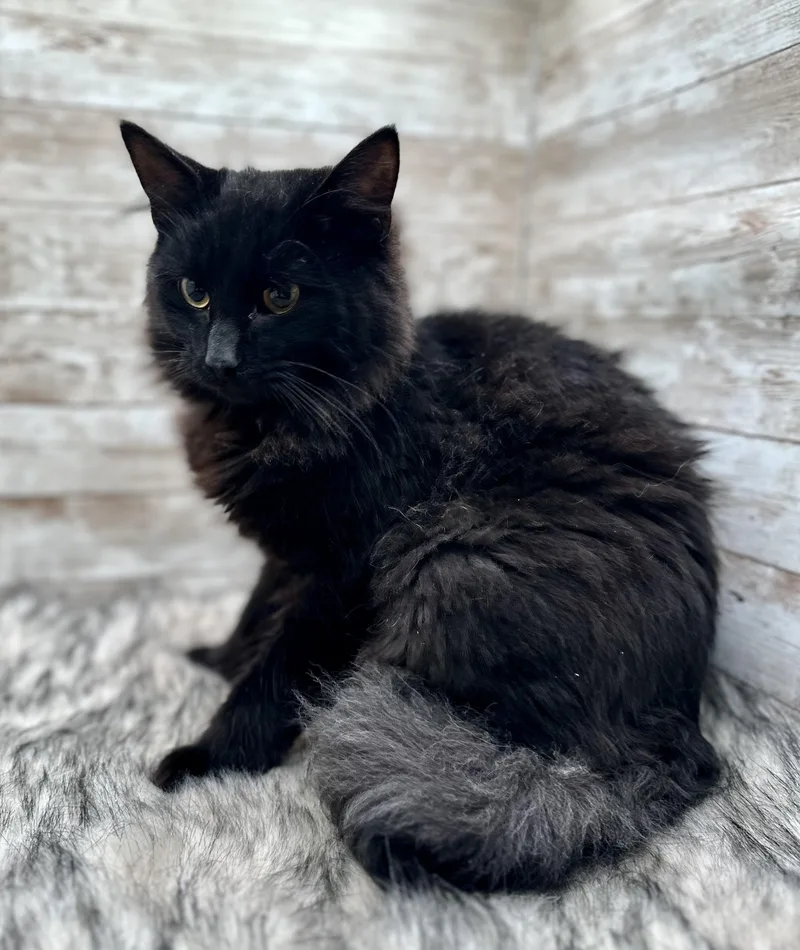 Jazz And Blues thumbnail 5