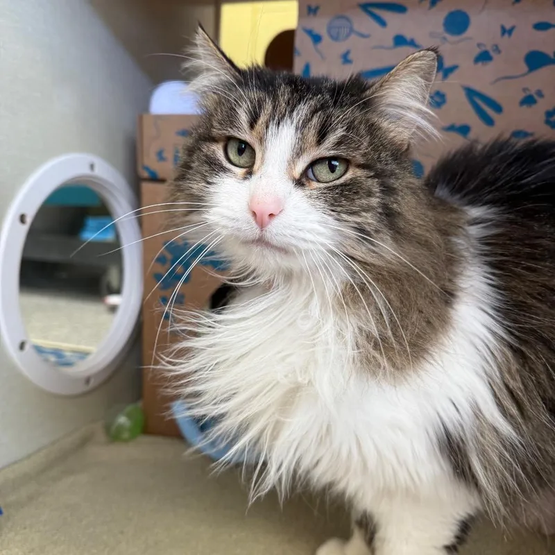 Georgina Jr thumbnail 2