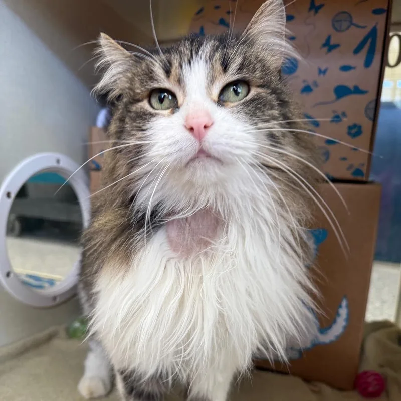 Georgina Jr thumbnail 3