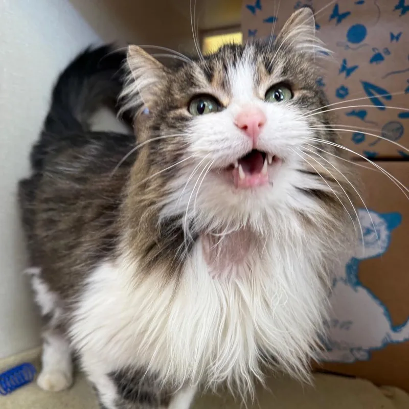 Georgina Jr thumbnail 4