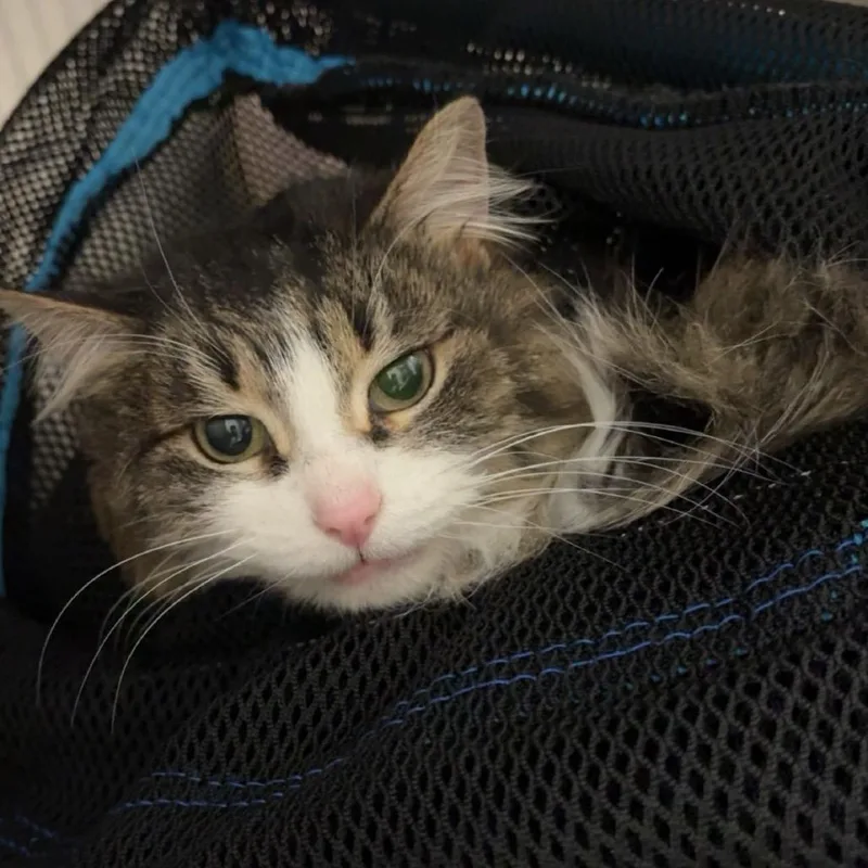 Georgina Jr thumbnail 6