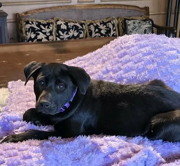 Flounder thumbnail 2