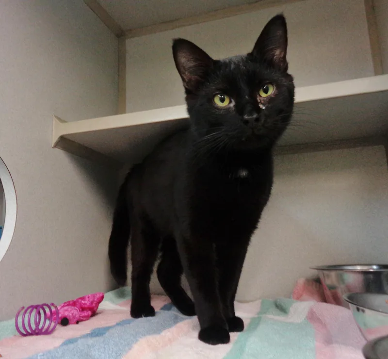 Propeller thumbnail 3