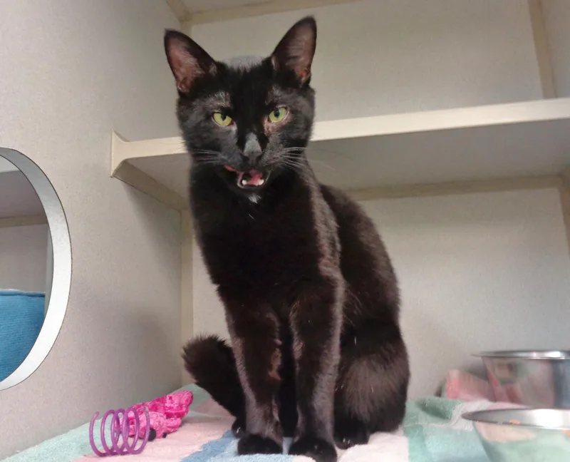 Propeller thumbnail 5