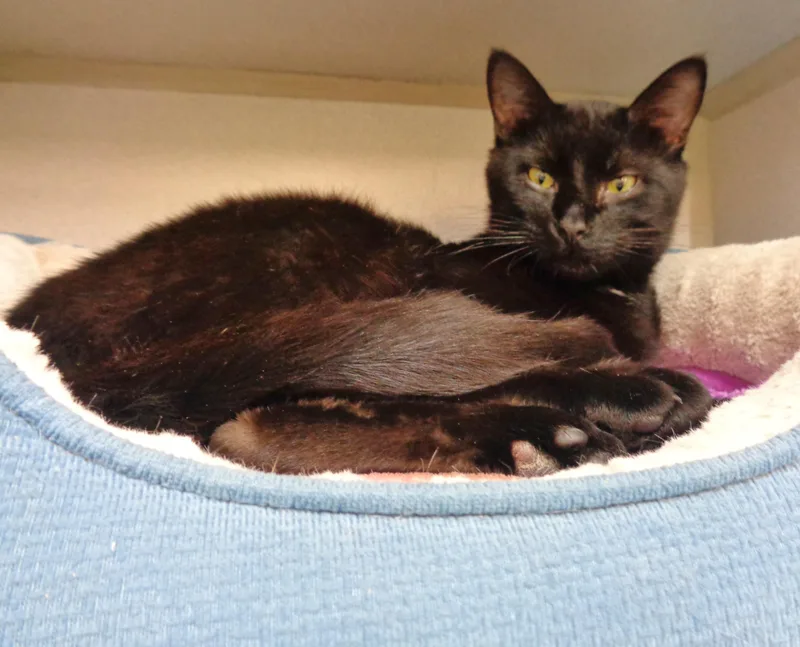 Propeller thumbnail 6