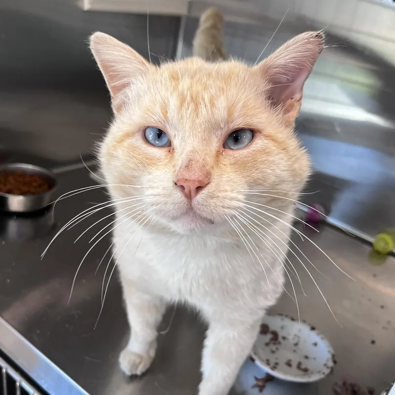 White Lightning thumbnail 2