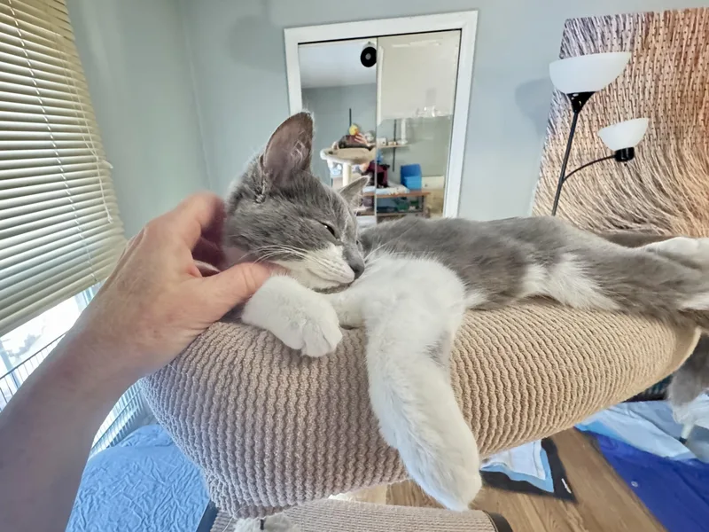 Beatrice thumbnail 2