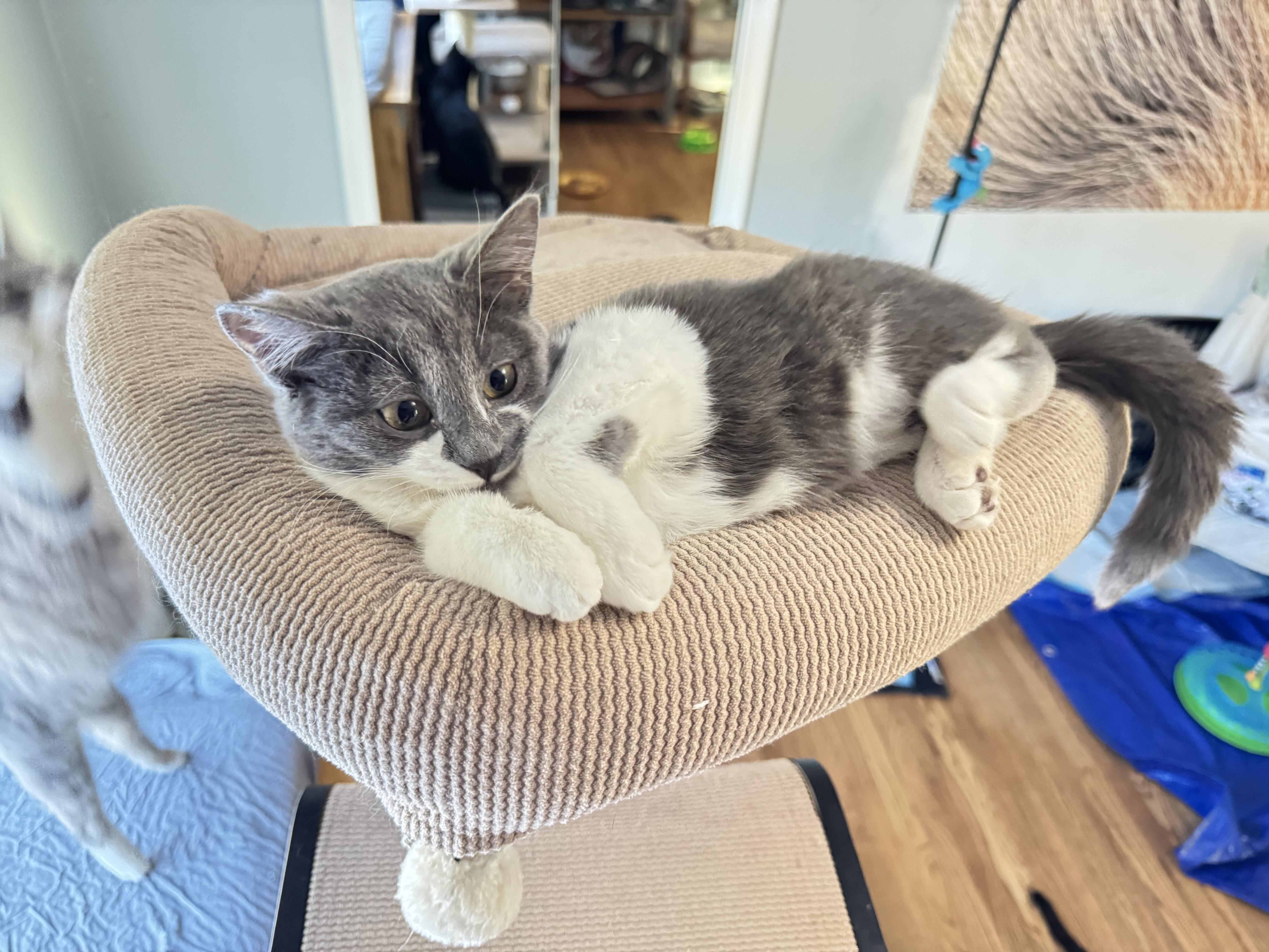 Beatrice thumbnail 4