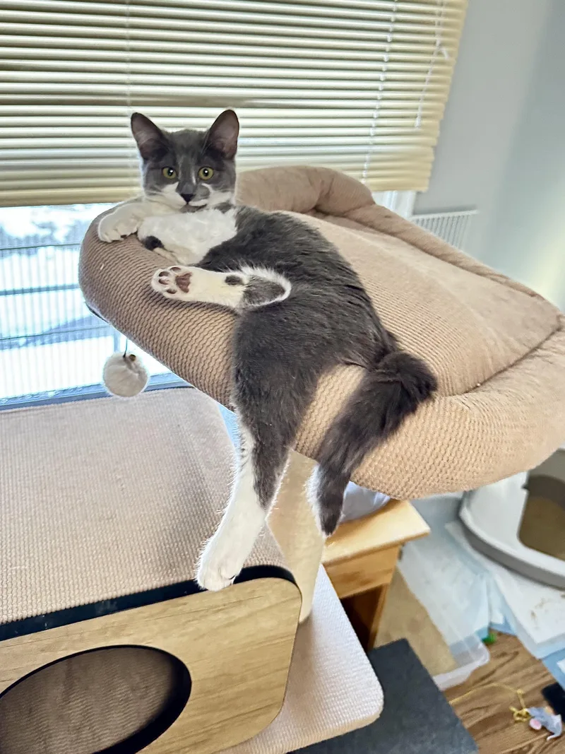 Beatrice thumbnail 5