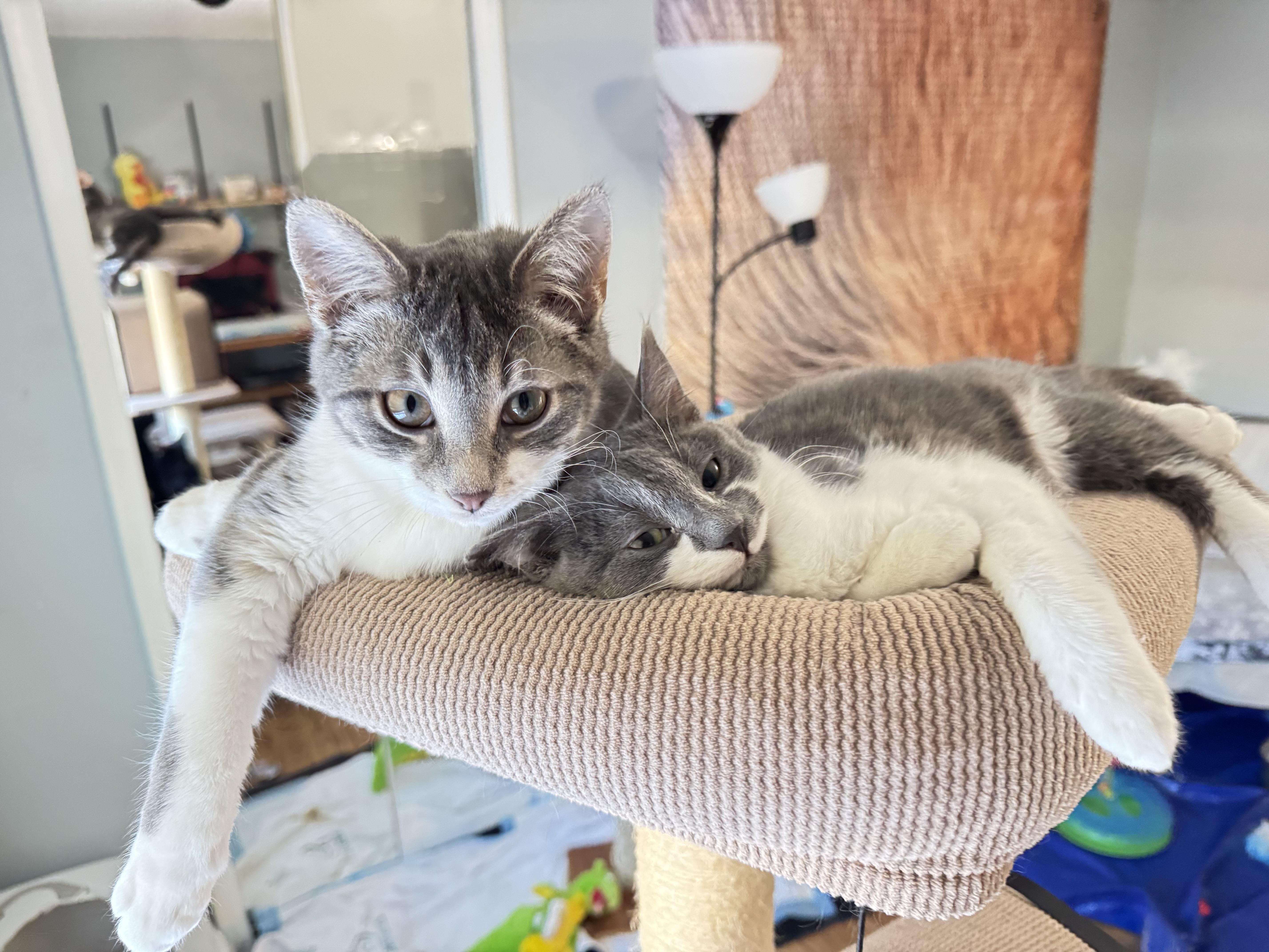 Beatrice thumbnail 6