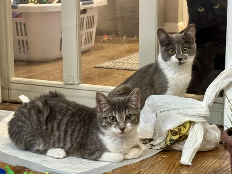 Dizzie Dean thumbnail 2