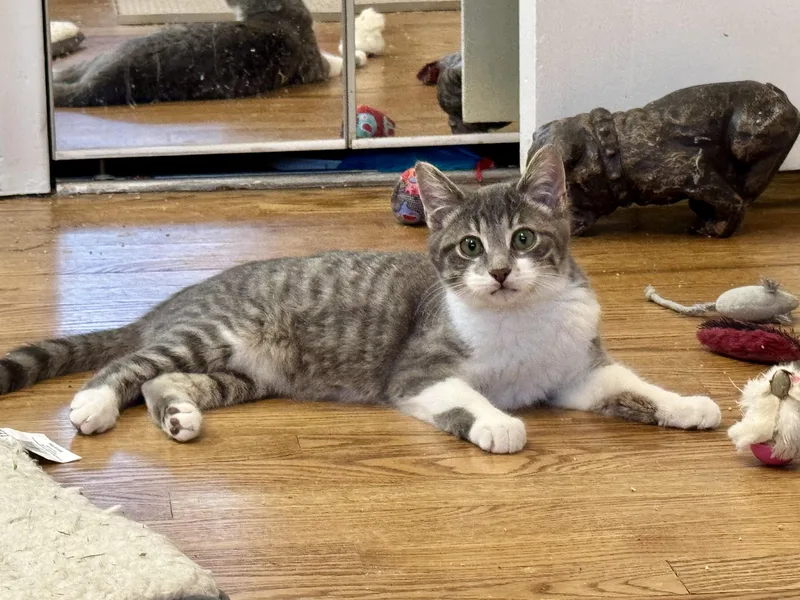 Dizzie Dean thumbnail 3