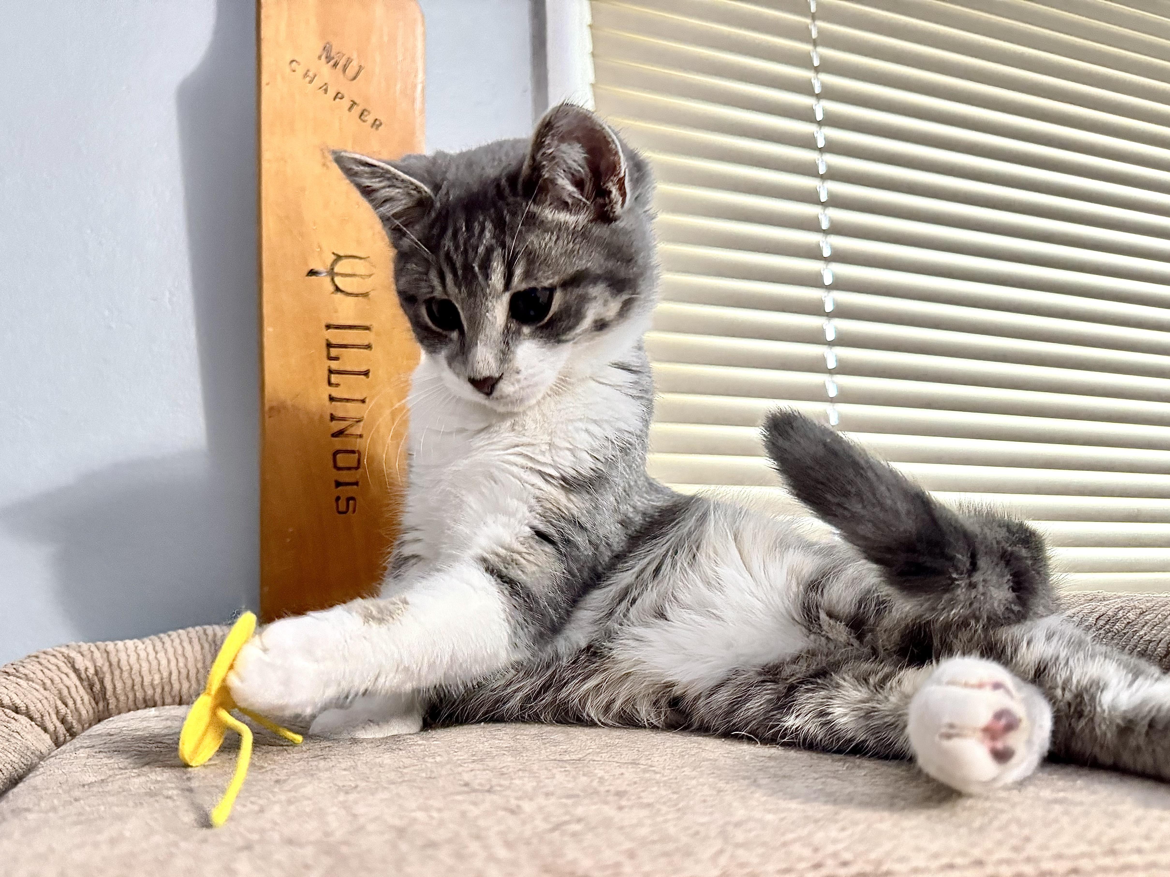 Dizzie Dean thumbnail 4