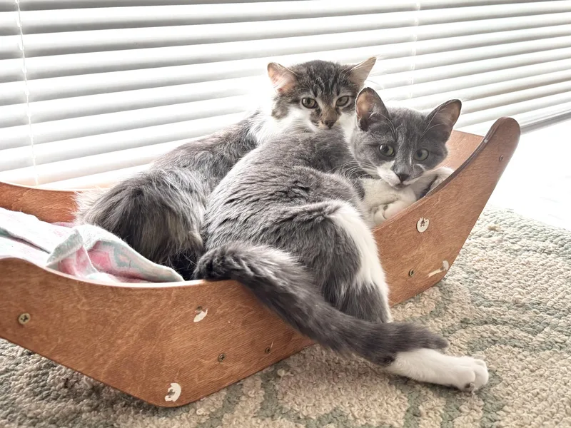 Dizzie Dean thumbnail 5