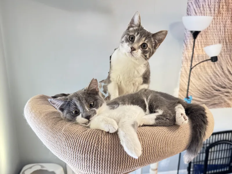 Dizzie Dean thumbnail 6