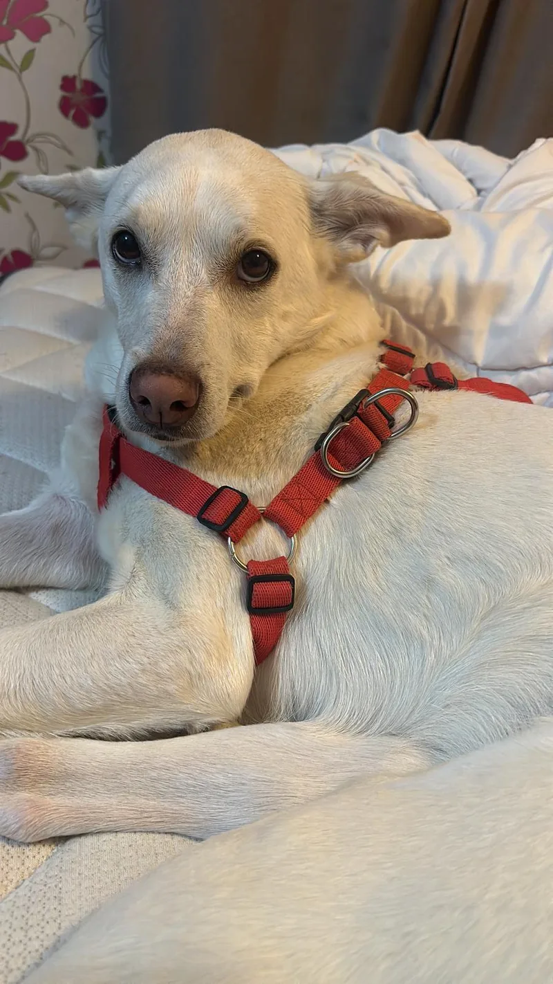 Kartoska thumbnail 4