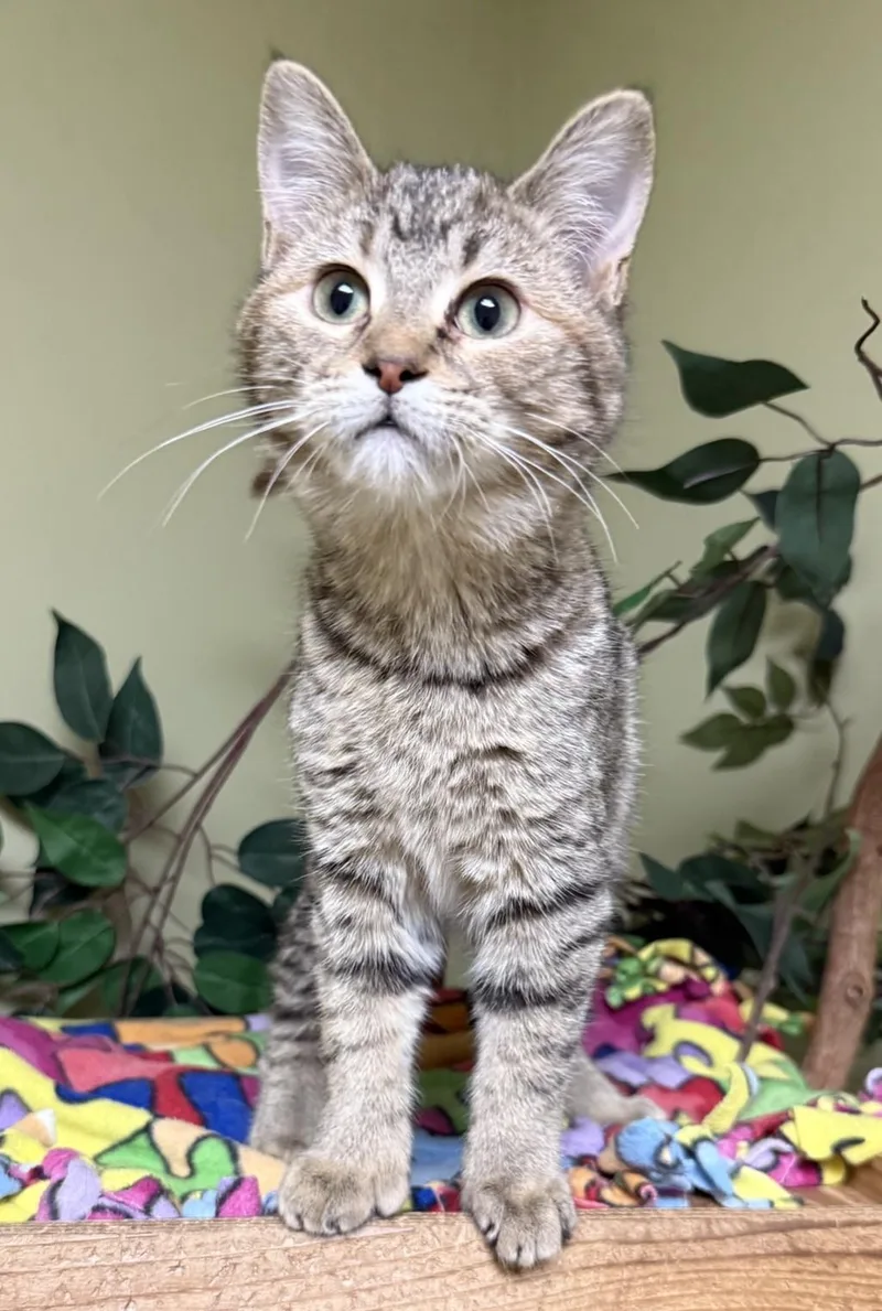 Pina Colada thumbnail 2