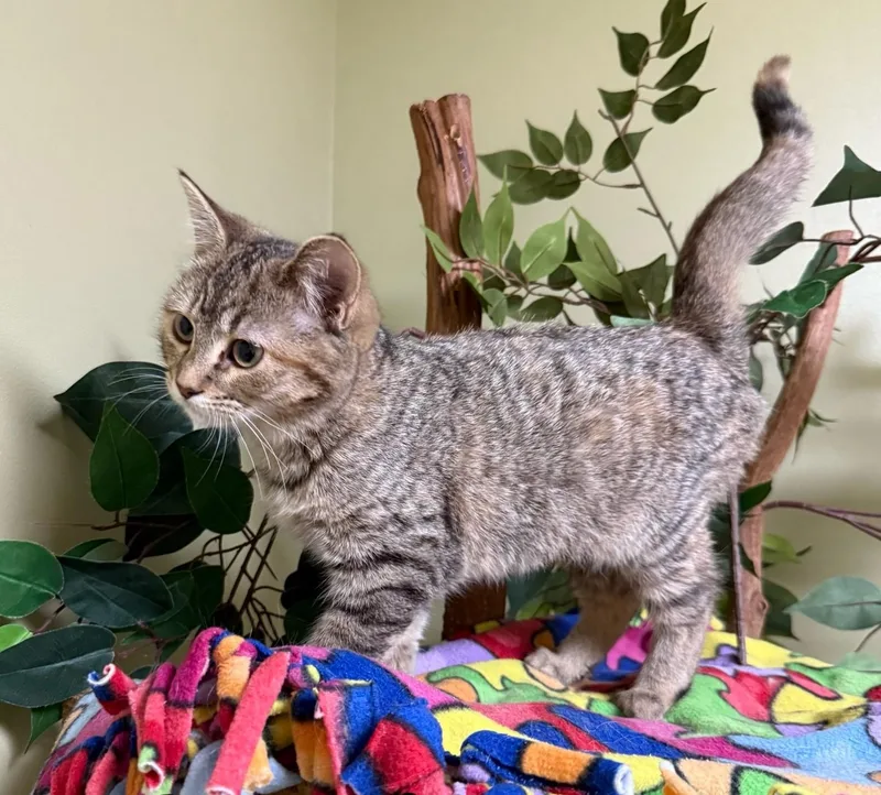 Pina Colada thumbnail 3