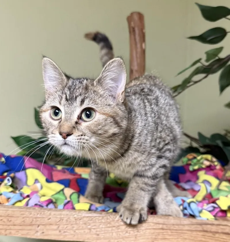 Pina Colada thumbnail 4