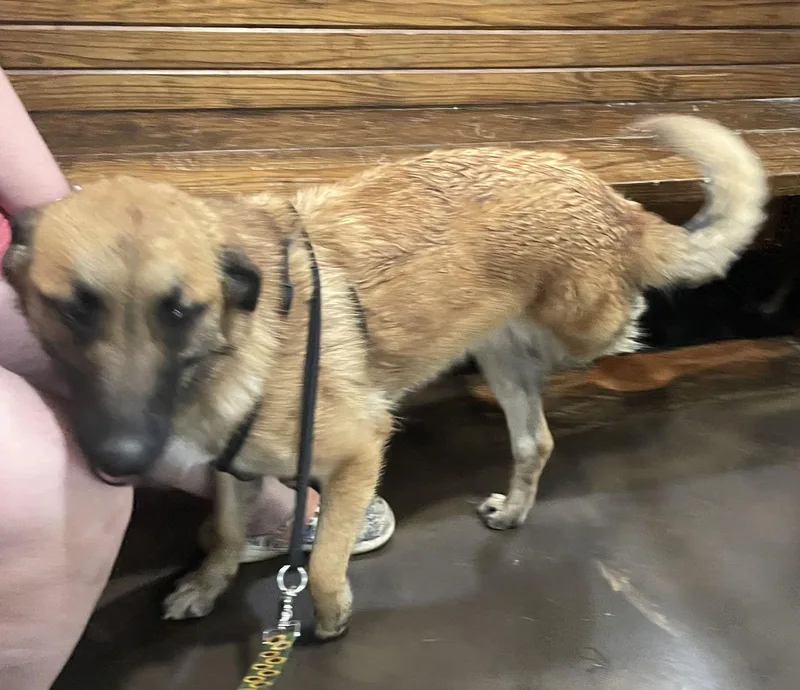 Valentine thumbnail 2