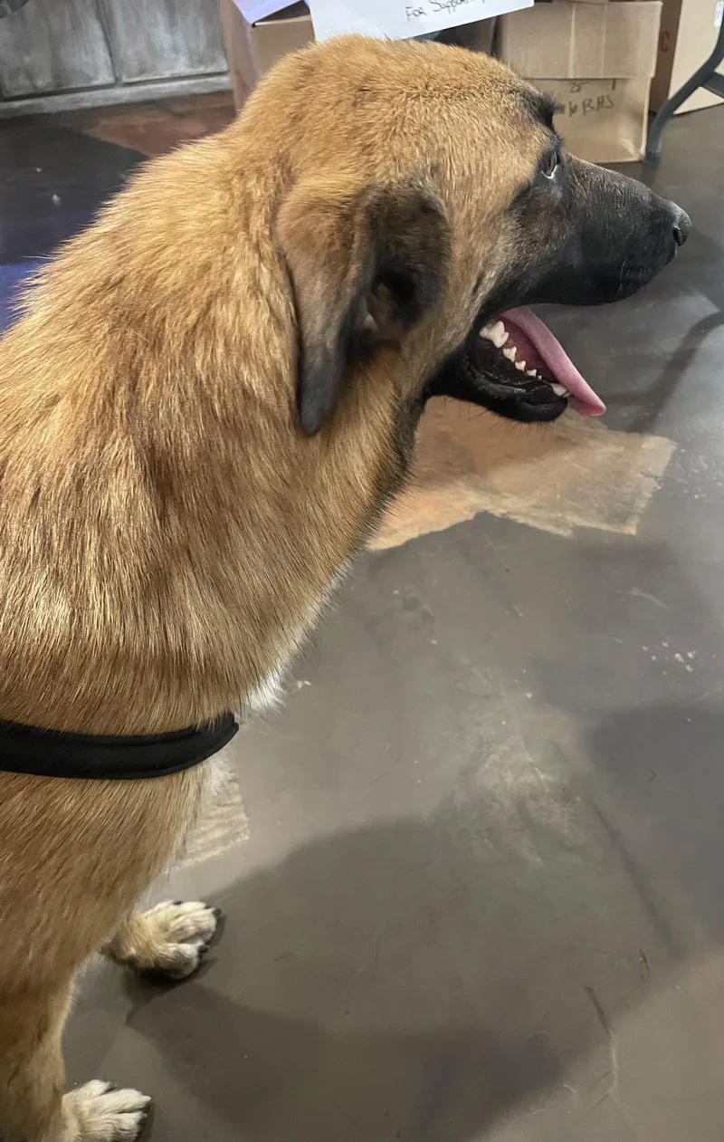 Valentine thumbnail 3