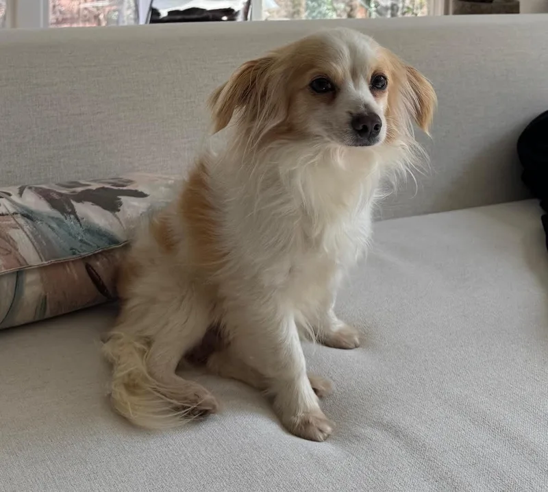 Bojangles thumbnail 2