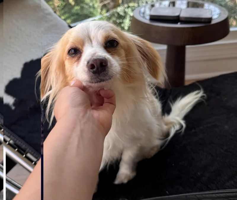 Bojangles thumbnail 3