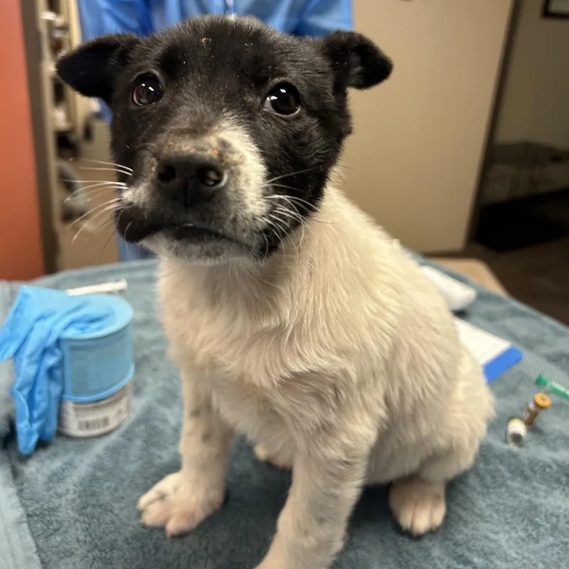 Marshmallow thumbnail 2