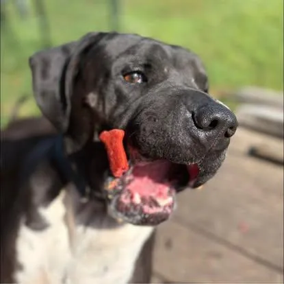 Chief!!! thumbnail 3