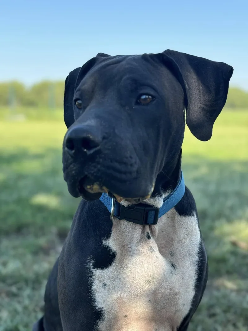 Chief!!! thumbnail 4