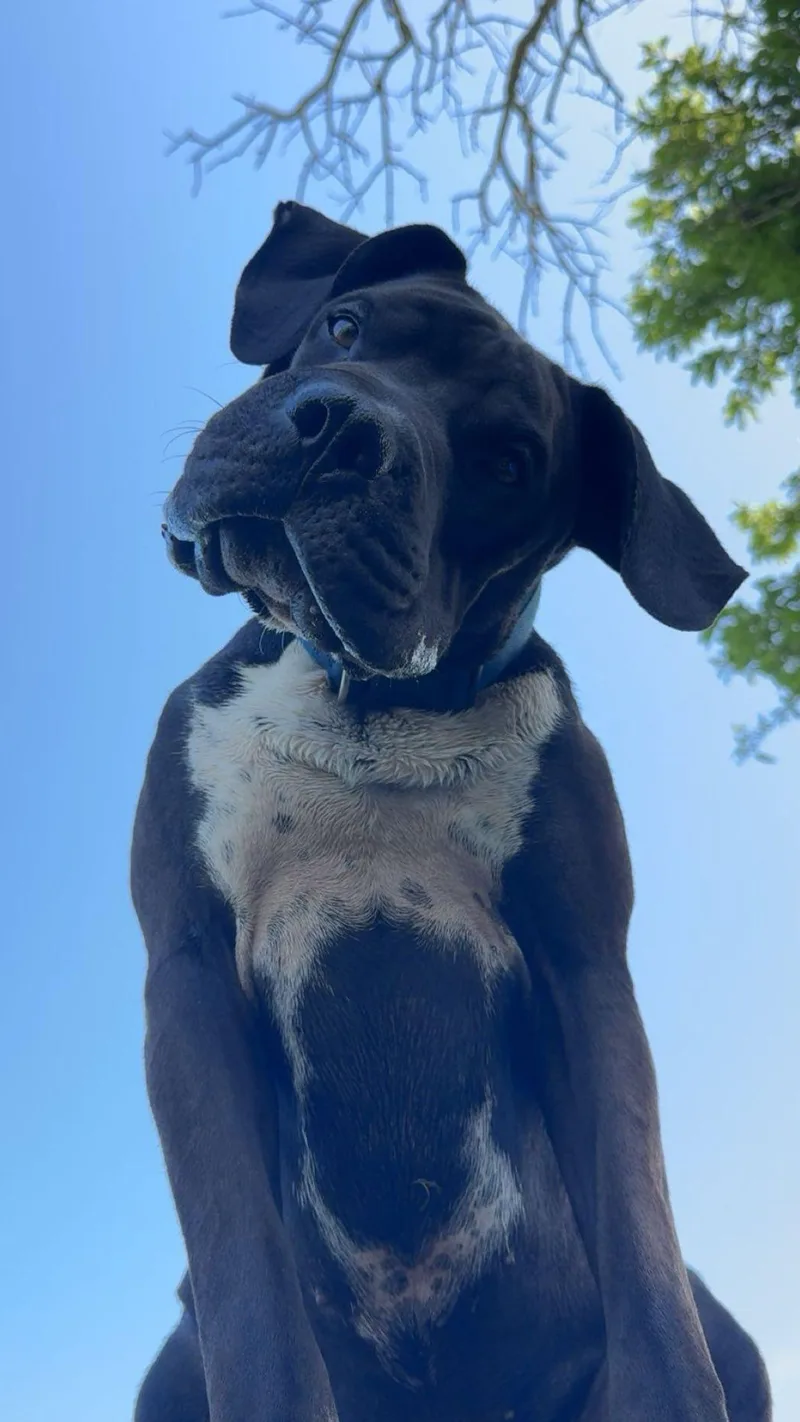 Chief!!! thumbnail 5