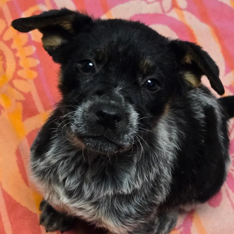 Chocolate thumbnail 2