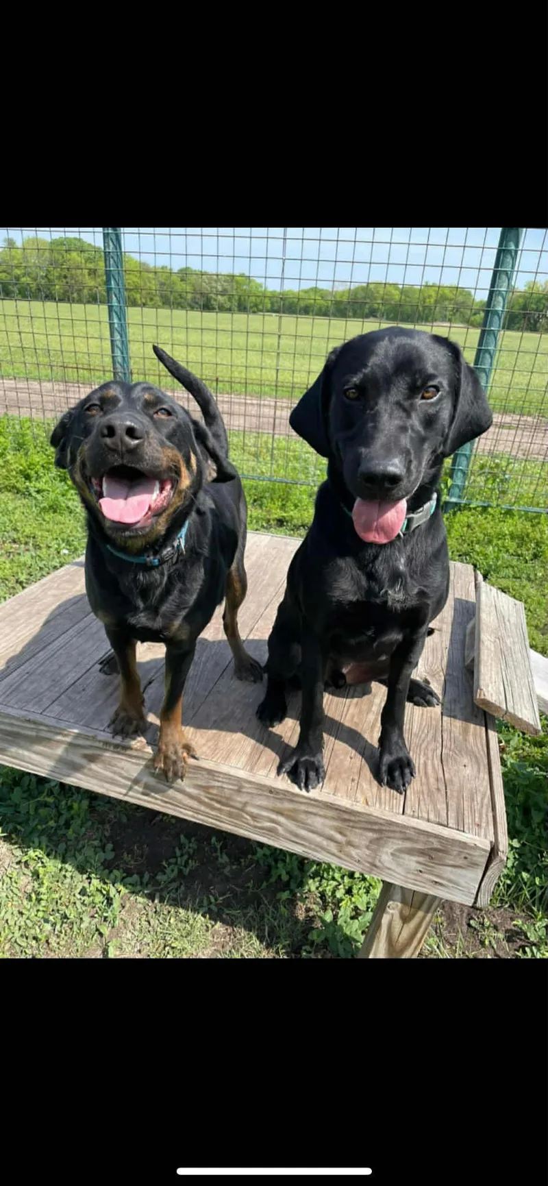 Toby & Loki!!! thumbnail 2