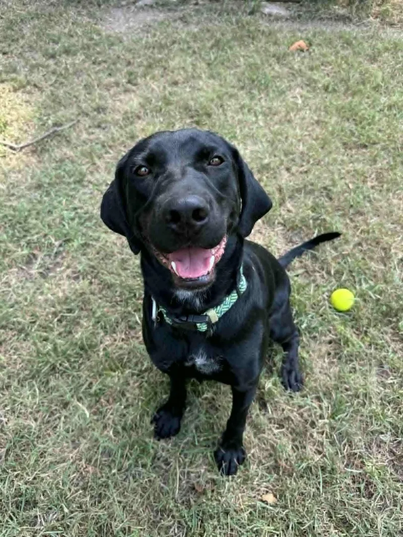 Toby & Loki!!! thumbnail 3