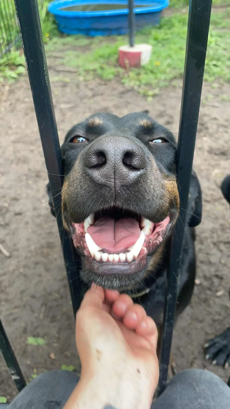 Toby & Loki!!! thumbnail 4